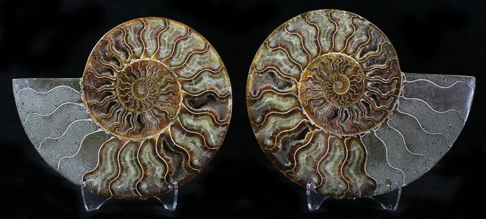Cut/Polished Ammonite Pair - Agatized #21857